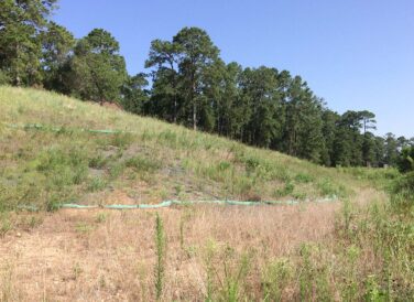 Field of grass in Bastrop State Park