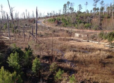 flooding and bare trees in Bastrop State Park